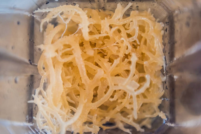 Sea Moss Superfood: The Healthiest Thing You're Not Eating