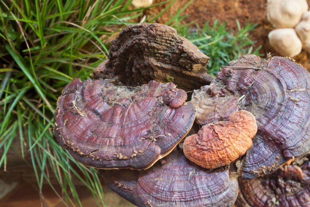 Is Reishi Mushroom the New Cure for Hair Loss?
