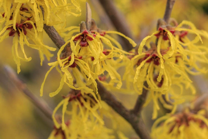 Witch Hazel for Hair: Benefits and How to Use